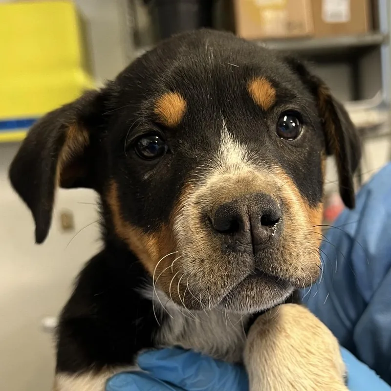 Golden Barrel thumbnail 3