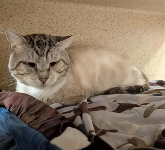 An adult medium-sized male Domestic Short Hair cat named A for adoption in Sacramento, CA