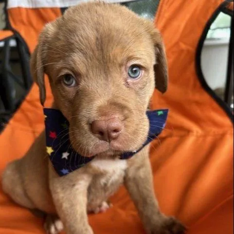 A baby medium-sized male Mixed Breed dog named Narcreous for adoption in Austin, TX