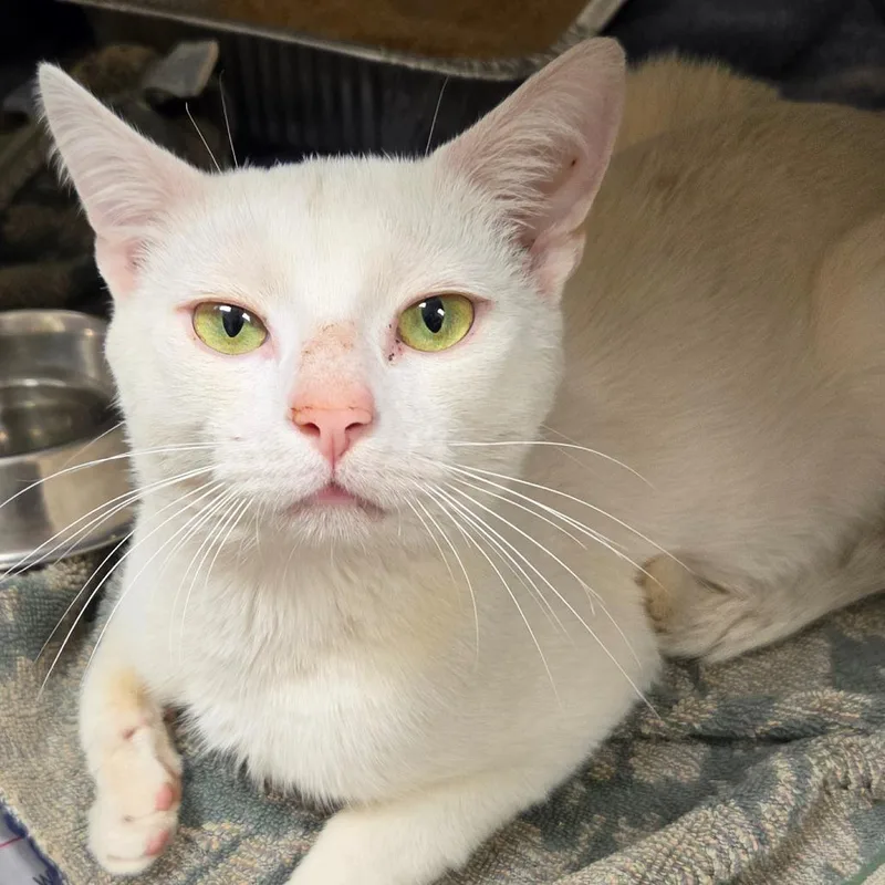 An adult medium-sized male White Domestic Short Hair cat named Mallow for adoption in Asheville, NC