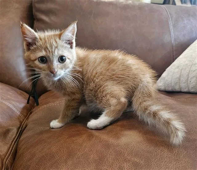 A baby small-sized male Domestic Short Hair cat named Rhys for adoption in Statesville, NC