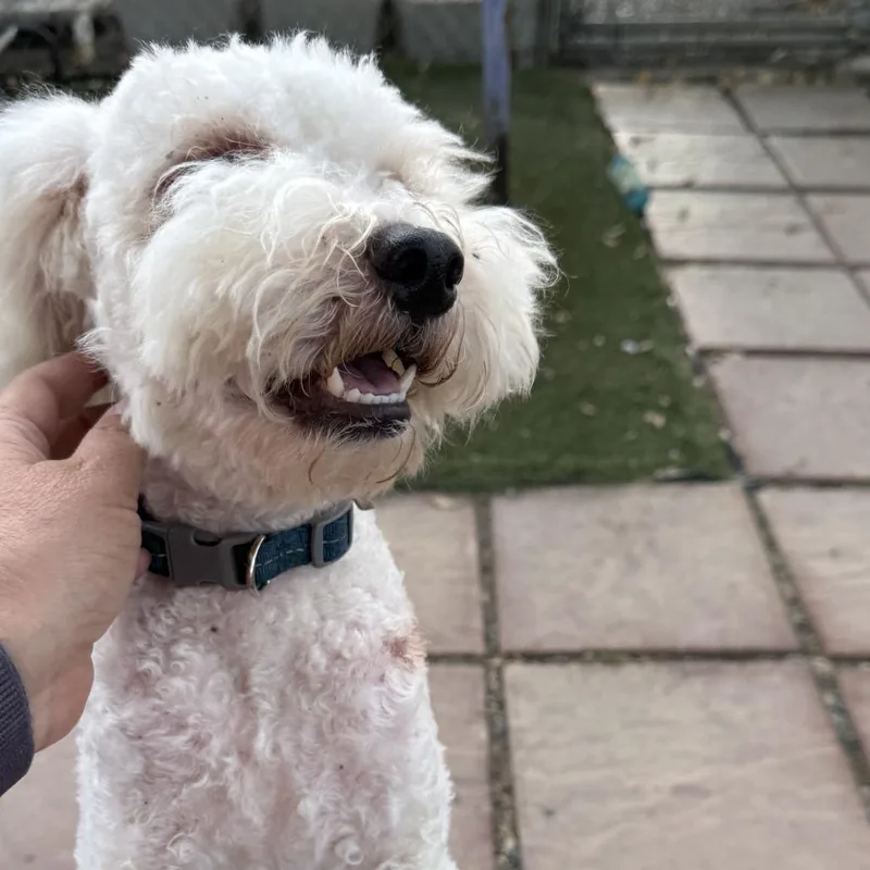 Lucky Louie thumbnail 2