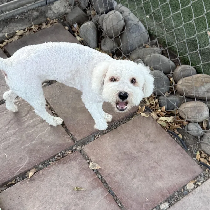 Lucky Louie thumbnail 3