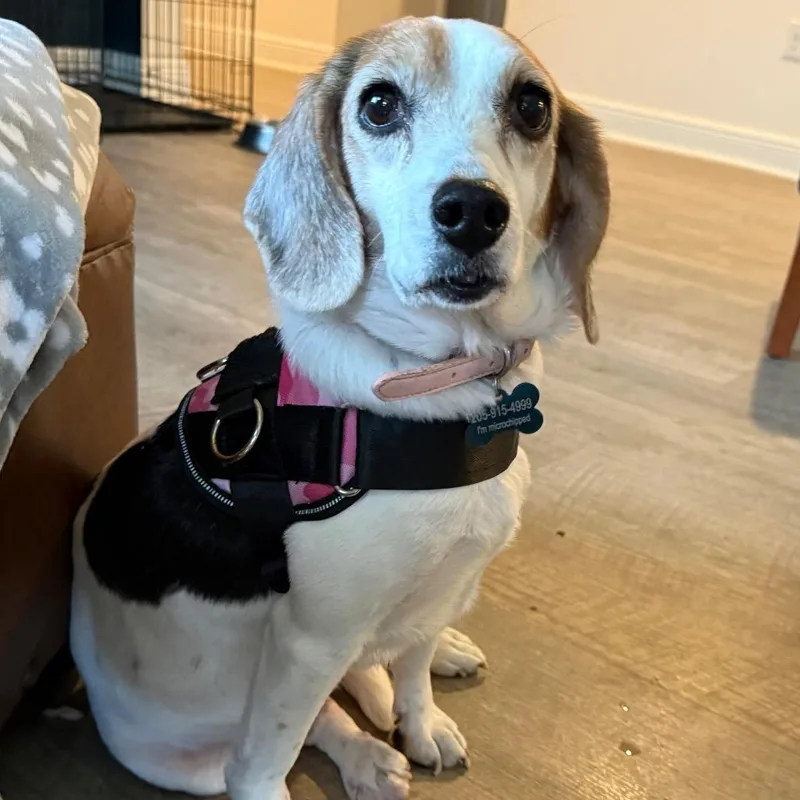 Phoebe