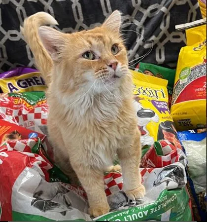 An adult medium-sized male Domestic Long Hair cat named Tangerine for adoption in Humboldt, IA