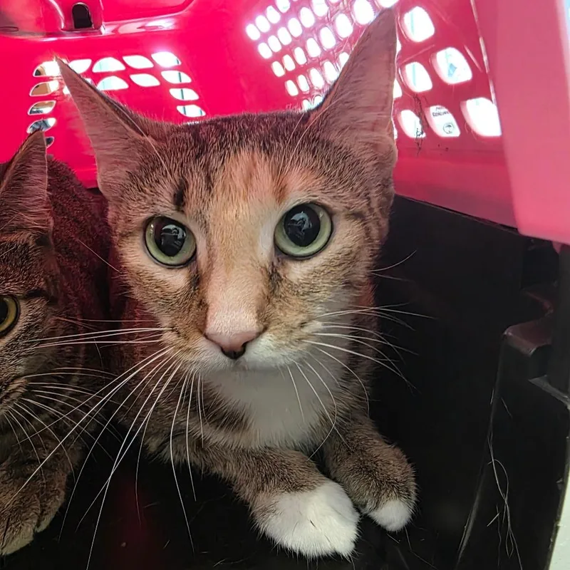 An adult medium-sized female Torbie Domestic Short Hair cat named Ally for adoption in Chattanooga, TN
