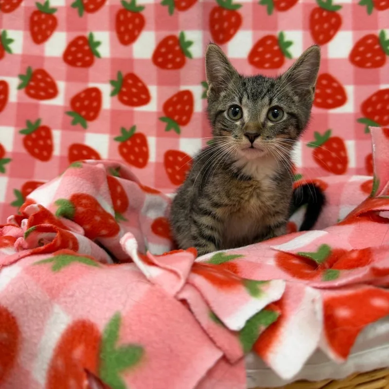 A baby small-sized male Brown / Chocolate Domestic Short Hair cat named Keroppi for adoption in Deerfield, IL