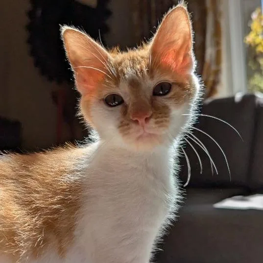 A baby small-sized female Orange / Red Domestic Short Hair cat named Lilo for adoption in Pleasanton, CA