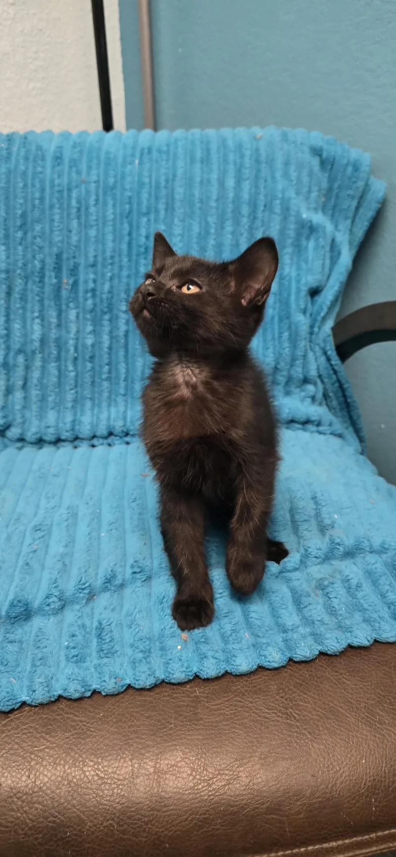 An adult medium-sized male Domestic Medium Hair cat named Coal for adoption in Evergreen, CO
