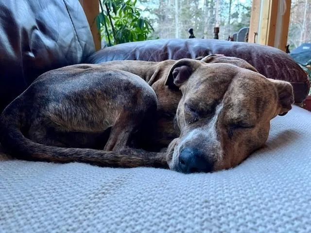 Peppercorn thumbnail 2