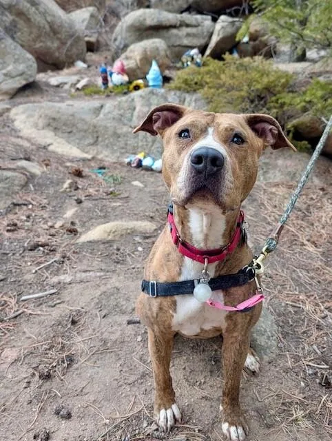 Peppercorn thumbnail 3