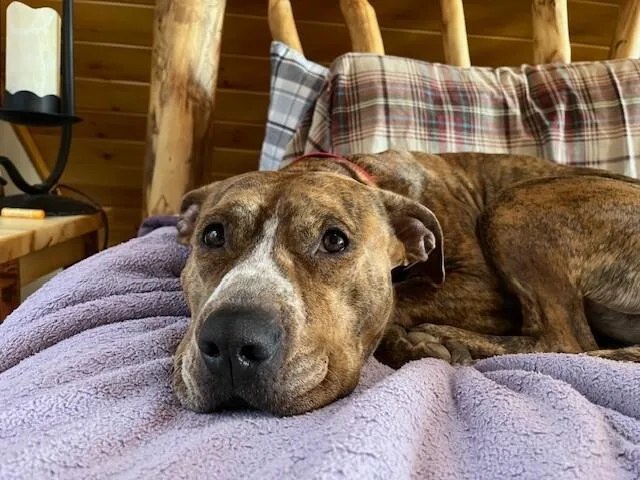 Peppercorn thumbnail 5