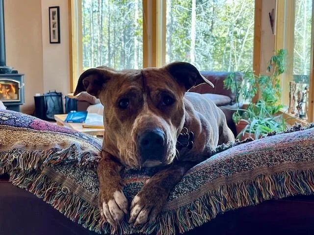 Peppercorn thumbnail 6