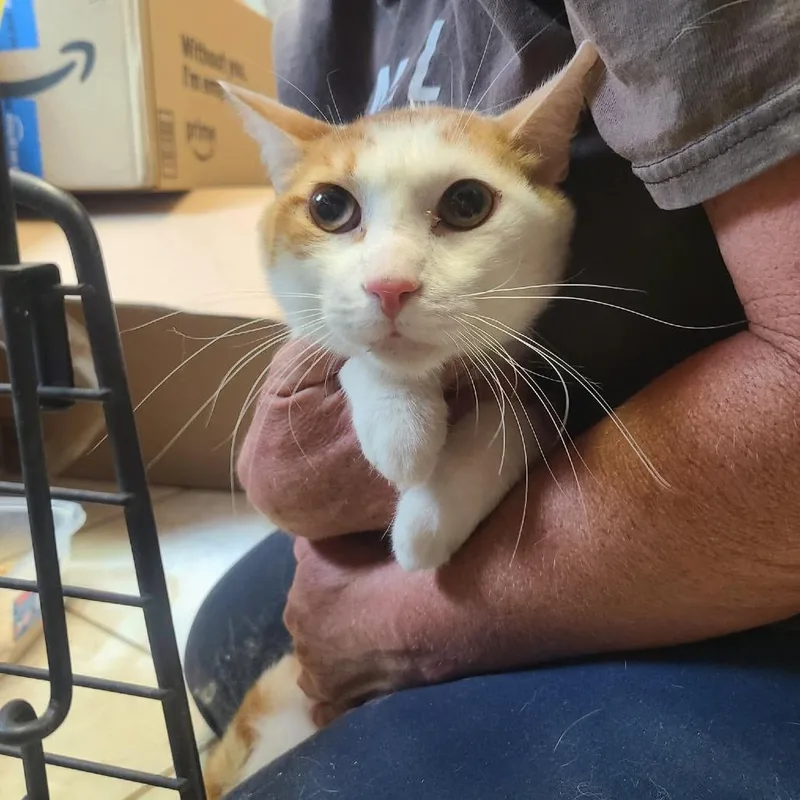 A young small-sized male White Domestic Short Hair cat named Pachito for adoption in Hemet, CA