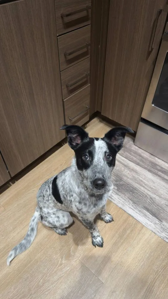 A baby medium-sized male Australian Cattle Dog / Blue Heeler dog named Oakely for adoption in Parker, CO