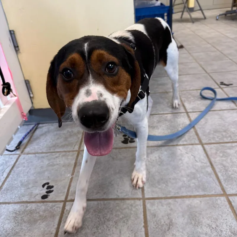 An adult medium-sized male Black Coonhound dog named Silas for adoption in Falls Church, VA
