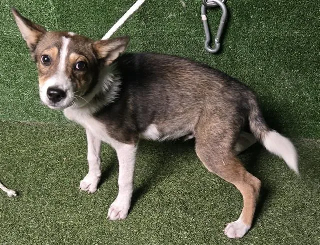 A young small-sized male Australian Cattle Dog / Blue Heeler dog named Waylon for adoption in Castaic, CA