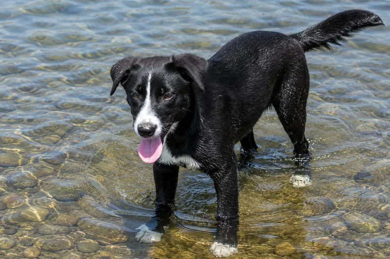A baby medium-sized female Black Labrador Retriever dog named Lola for adoption in Willington, CT