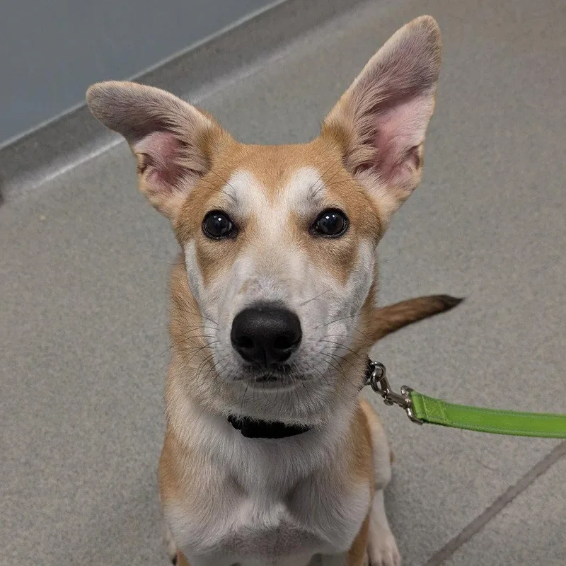 An adult medium-sized male Mixed Breed dog named Rowan for adoption in New Castle, DE
