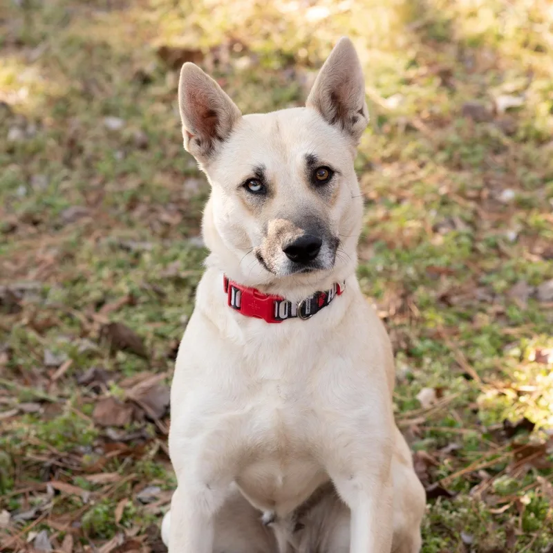A young medium-sized female Labrador Retriever dog named Goldie for adoption in Southaven, MS