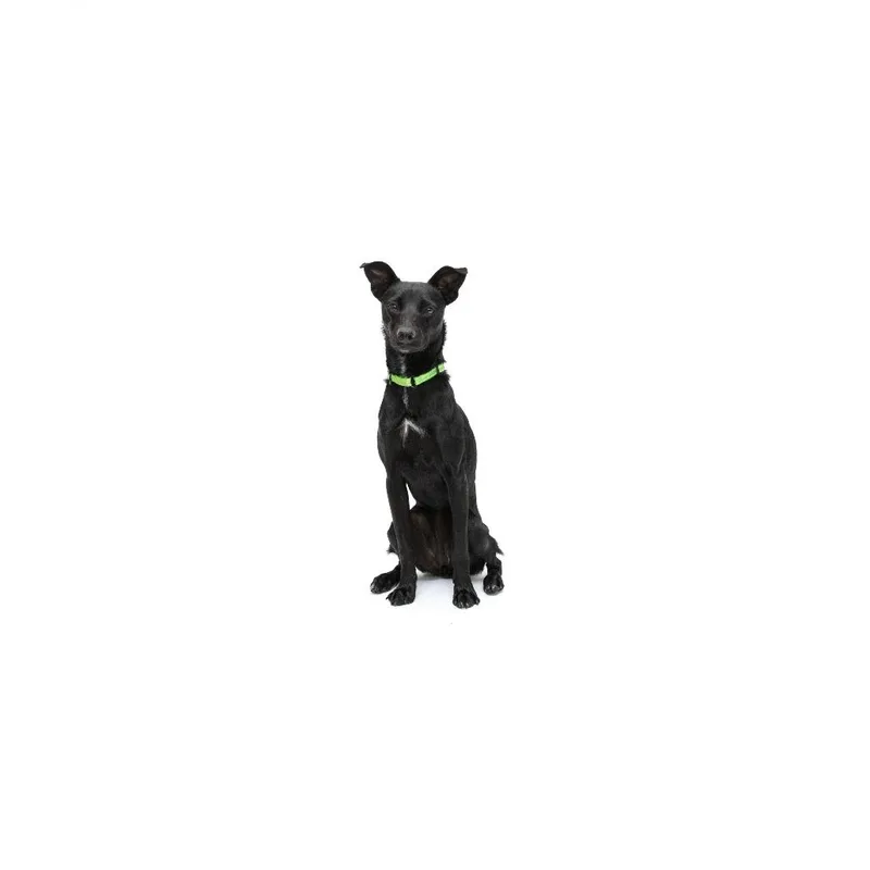 A young medium-sized female Black Mixed Breed dog named Princess for adoption in Playa Vista, CA