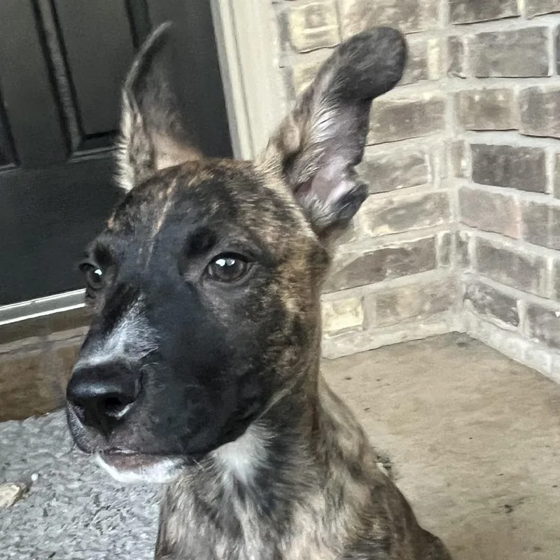 A baby small-sized male Brown / Chocolate Shepherd dog named Pepper for adoption in San Antonio, TX