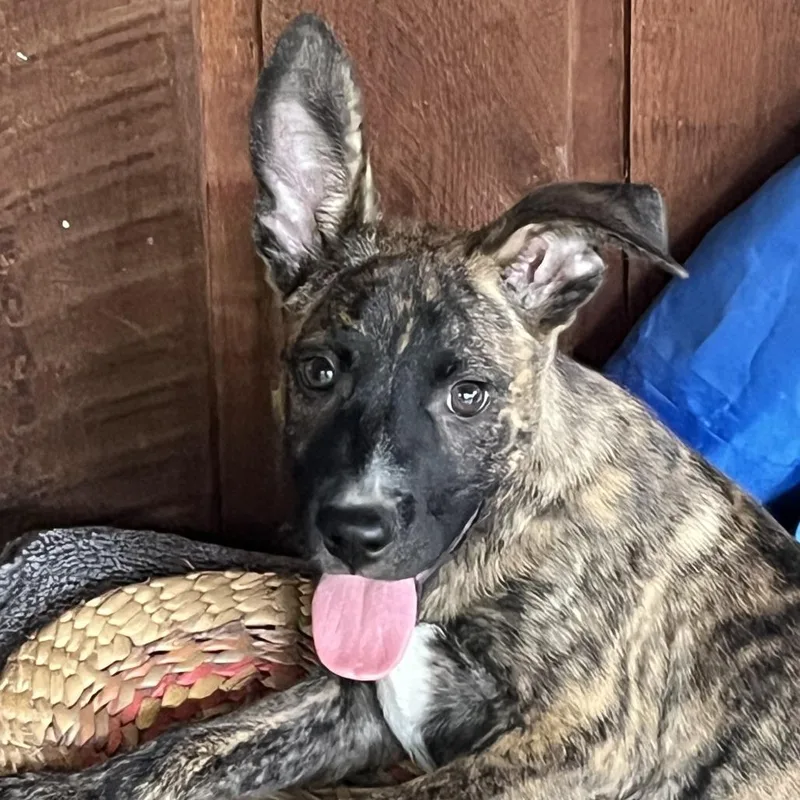 Pepper thumbnail 4