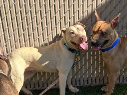An adult medium-sized female Terrier dog named Cranberry for adoption in Gainesville, FL