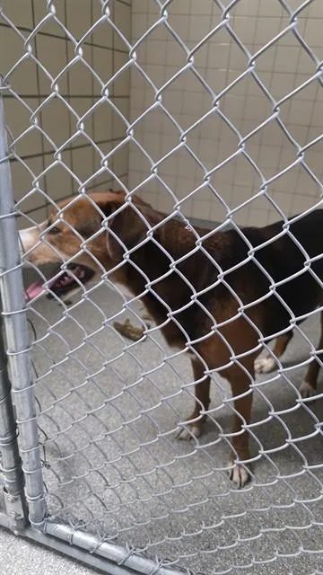 An adult large-sized female Harrier dog named A for adoption in Pasadena, TX