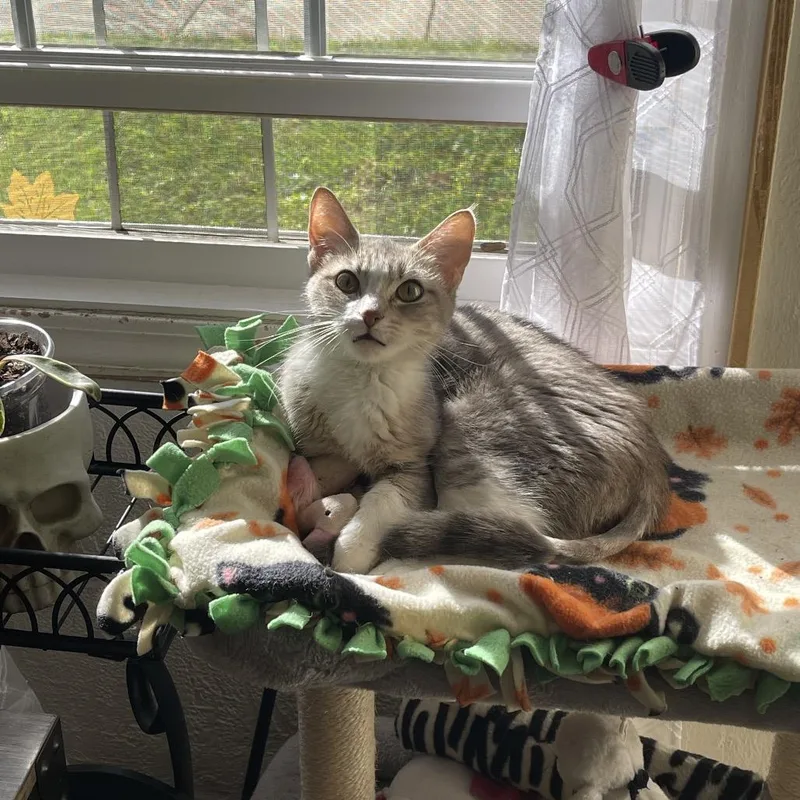 An adult medium-sized female Gray / Blue / Silver Domestic Short Hair cat named Inside Out for adoption in Matteson, IL