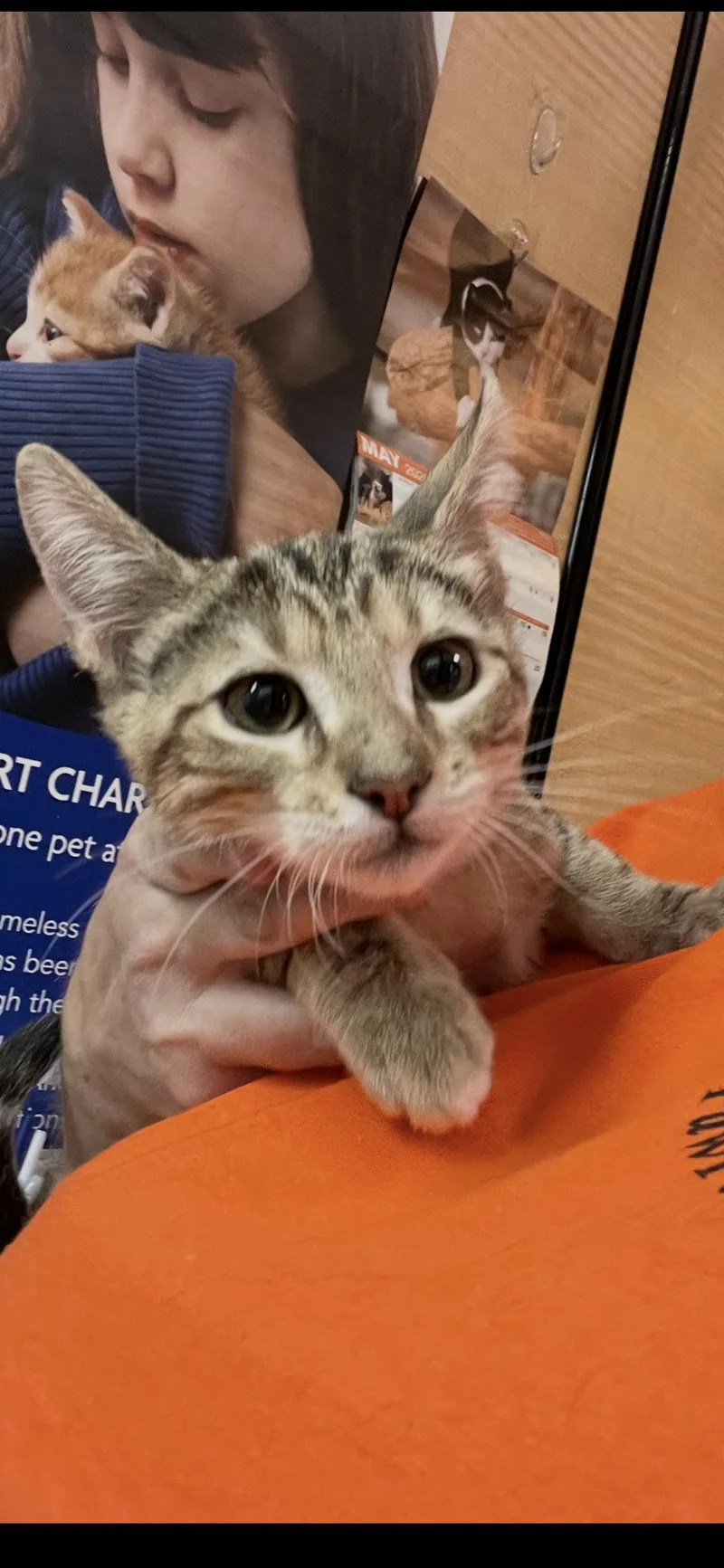 A young medium-sized male Brown / Chocolate Domestic Short Hair cat named Saffron for adoption in Scottsdale, AZ