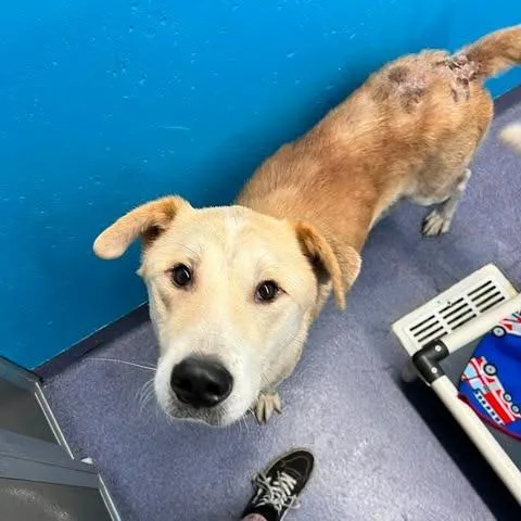 An adult large-sized male Yellow / Tan / Blond / Fawn Mixed Breed dog named Saybo for adoption in Edwardsville, IL