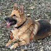 Gordy Needs A Forever thumbnail 2