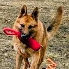 Gordy Needs A Forever thumbnail 3