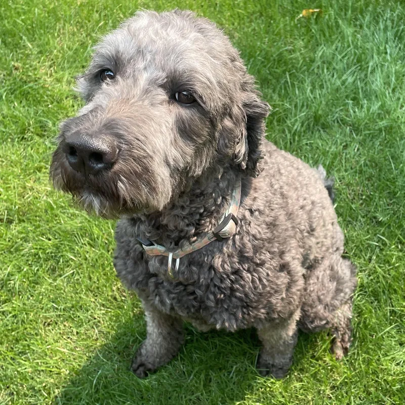 An adult medium-sized female Gray / Blue / Silver Goldendoodle dog named Ms. Fluffy Lucy for adoption in Ridgefield, WA