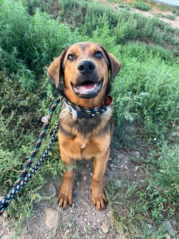 A baby medium-sized male Red / Chestnut / Orange Shepherd dog named Henry J Waternoose for adoption in Fort Collins, CO