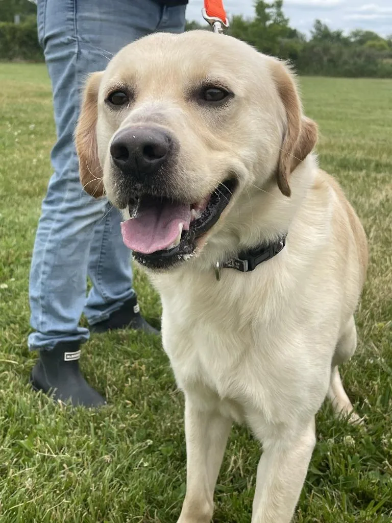 An adult large-sized male Labrador Retriever dog named Bailey for adoption in Fremont, OH