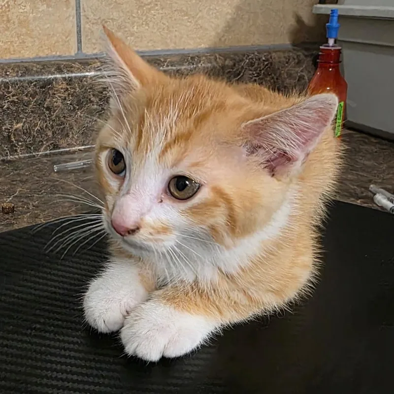 A baby small-sized male Orange / Red Domestic Medium Hair cat named Cubone for adoption in Eureka Springs, AR