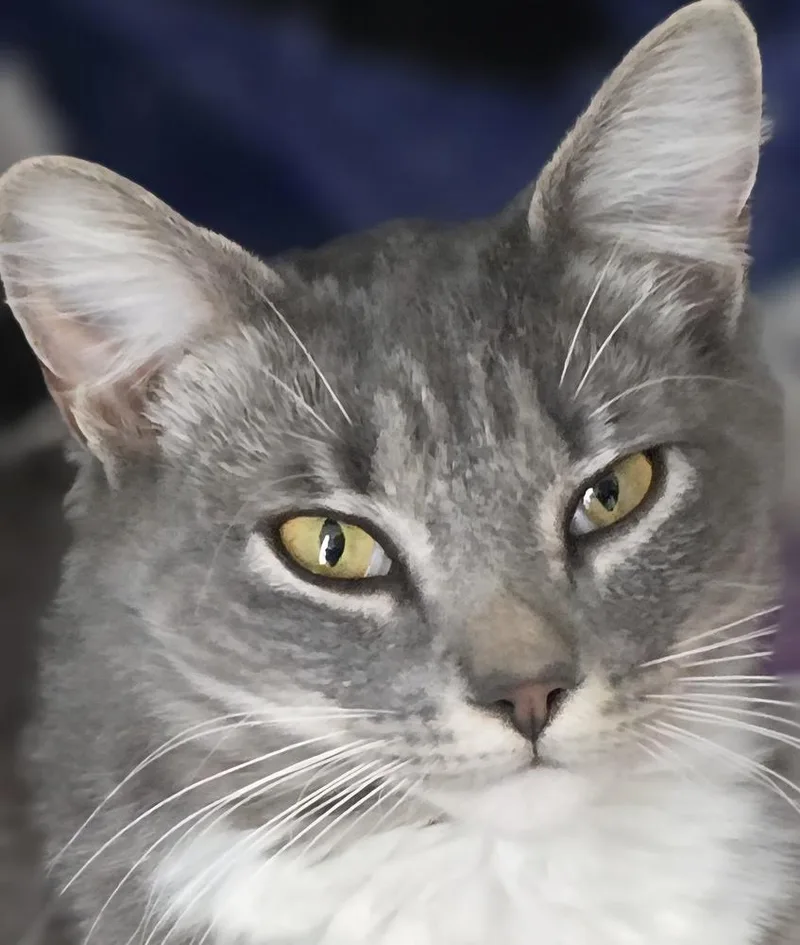 An adult medium-sized female Gray & White Domestic Medium Hair cat named Bubbles for adoption in Southbury, CT