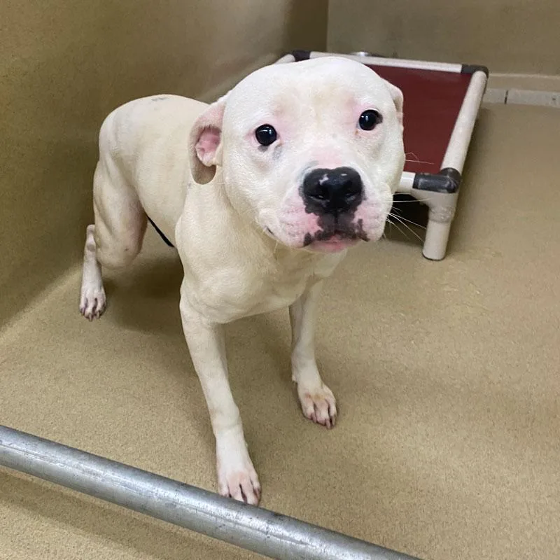 An adult medium-sized female White / Cream Pit Bull Terrier dog named Angel for adoption in Monroe, GA