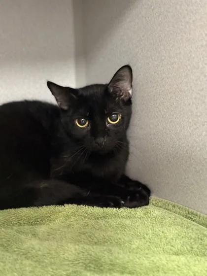 A young medium-sized female Black Domestic Short Hair cat named Challah for adoption in Red Bluff, CA