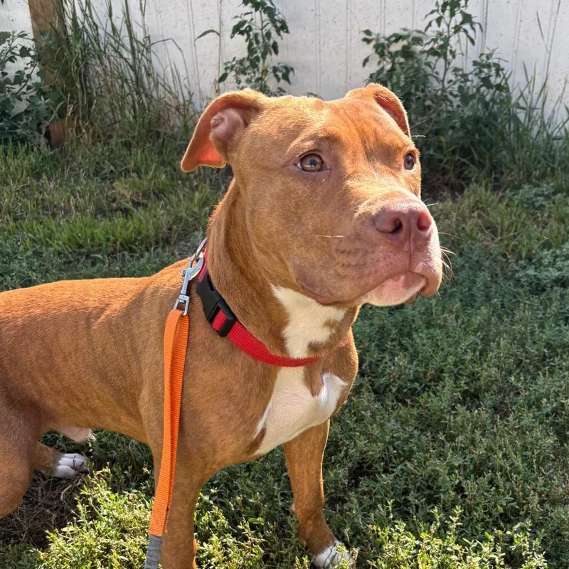 A young small-sized male Brindle Boxer dog named Diesel for adoption in West Des Moines, IA