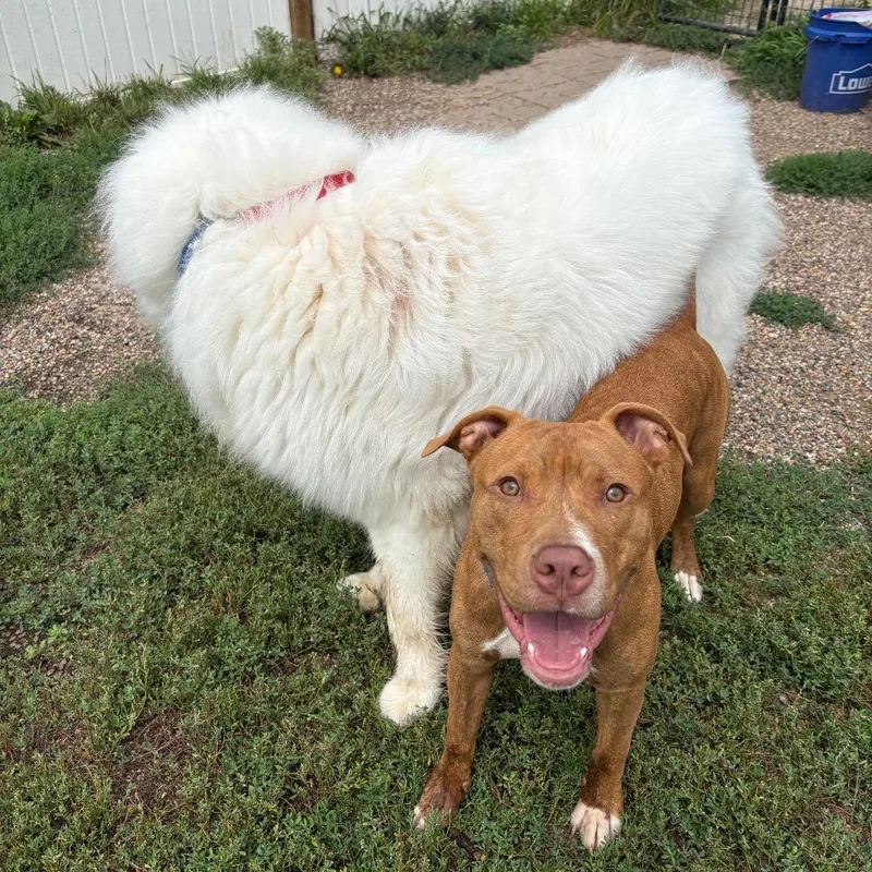 Diesel thumbnail 3