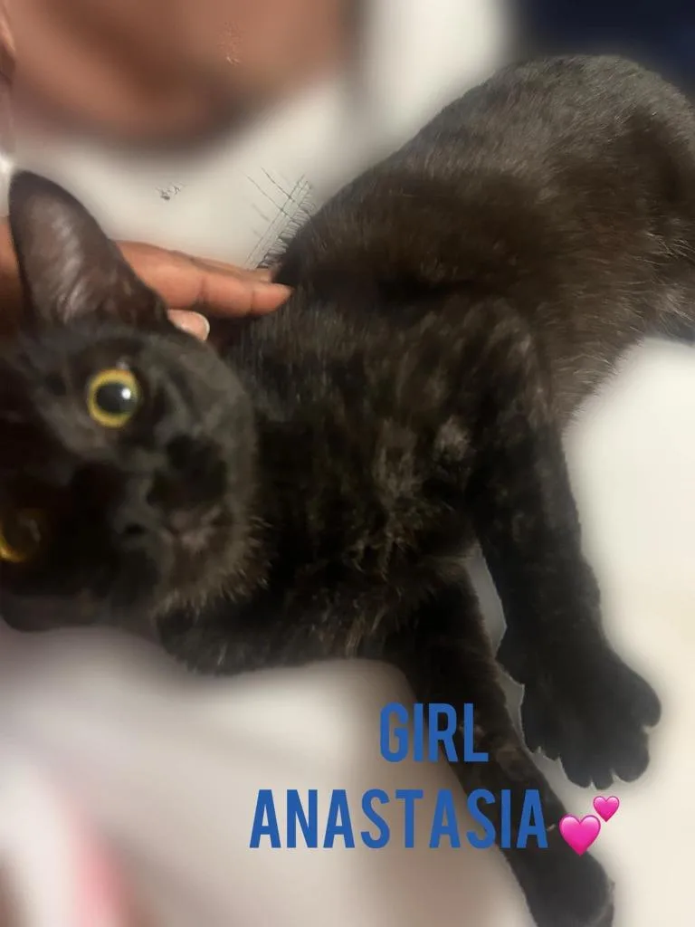 A young medium-sized female Domestic Short Hair cat named Anastasia for adoption in Darien, GA
