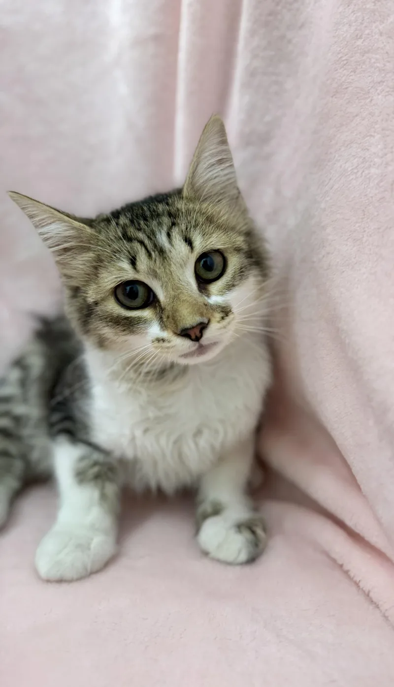 Lil' Miss Muffin