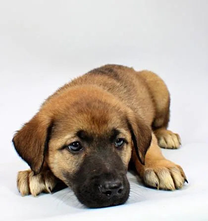 A baby large-sized female Great Pyrenees dog named Moss for adoption in Morton Grove, IL