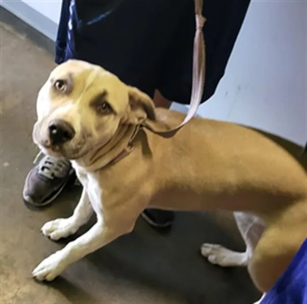 A young medium-sized female Pit Bull Terrier dog named Bouquet for adoption in Los Angeles, CA