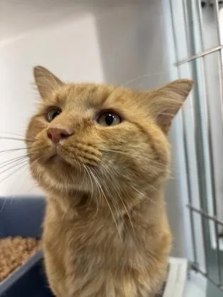 An adult small-sized male Domestic Medium Hair cat named Mufasa for adoption in Cumming, GA