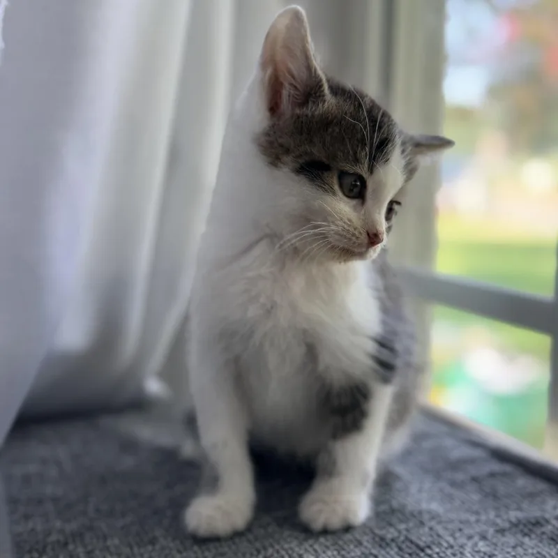 A baby small-sized male Domestic Short Hair cat named Terrance for adoption in Mebane, NC