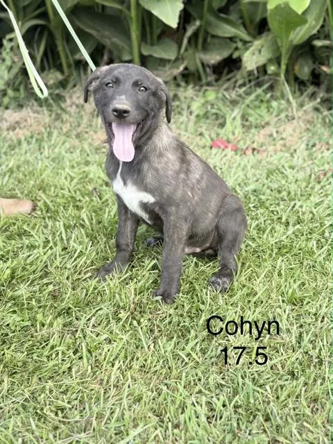 Cohyn
